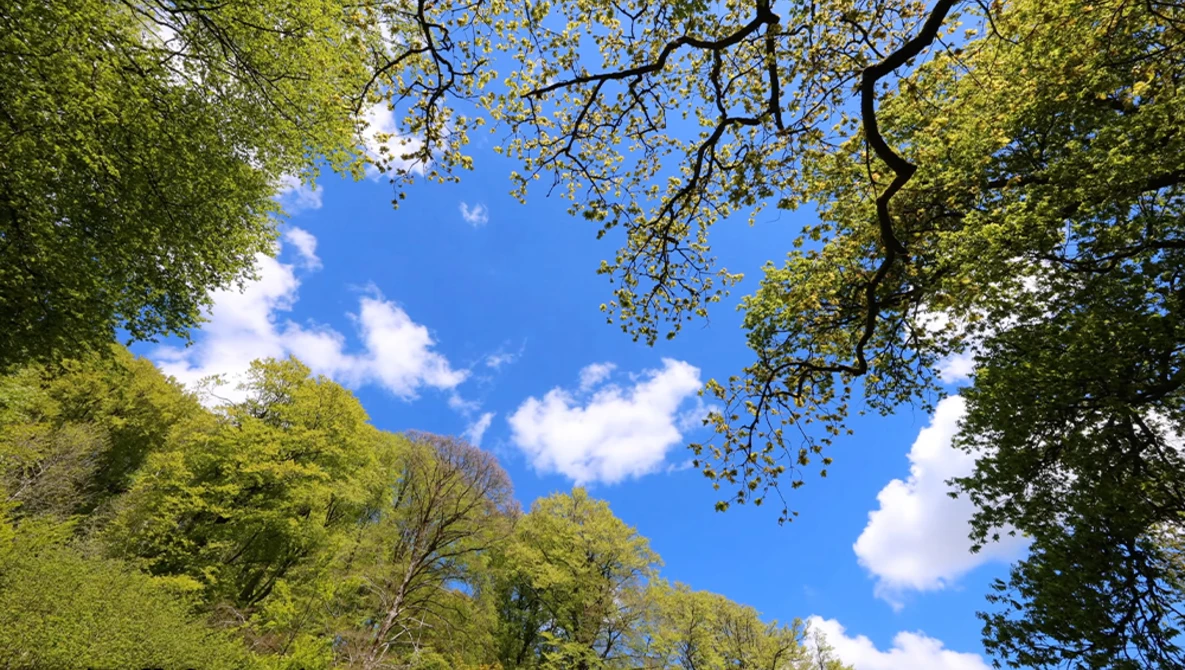 Upward view of leafy green trees framing a bright blue sky with white clouds.