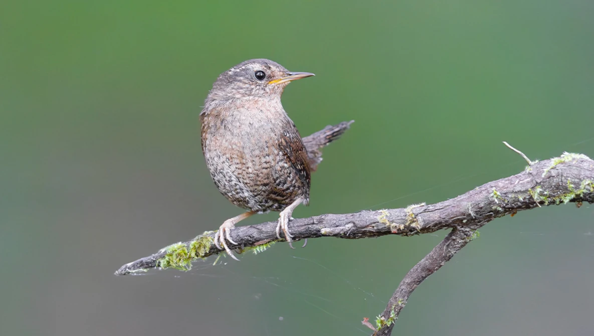 Small hummingbird perched on a lichen-covered branch against a soft green background.