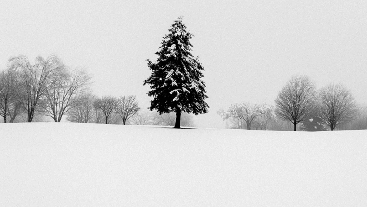 Snow-covered landscape with a solitary evergreen tree in sharp focus, surrounded by bare deciduous trees fading into winter fog.