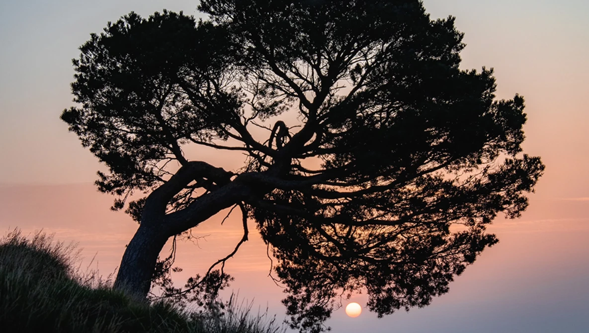 Silhouetted tree with curved trunk against a pink and orange sunset sky with the sun visible on the horizon.