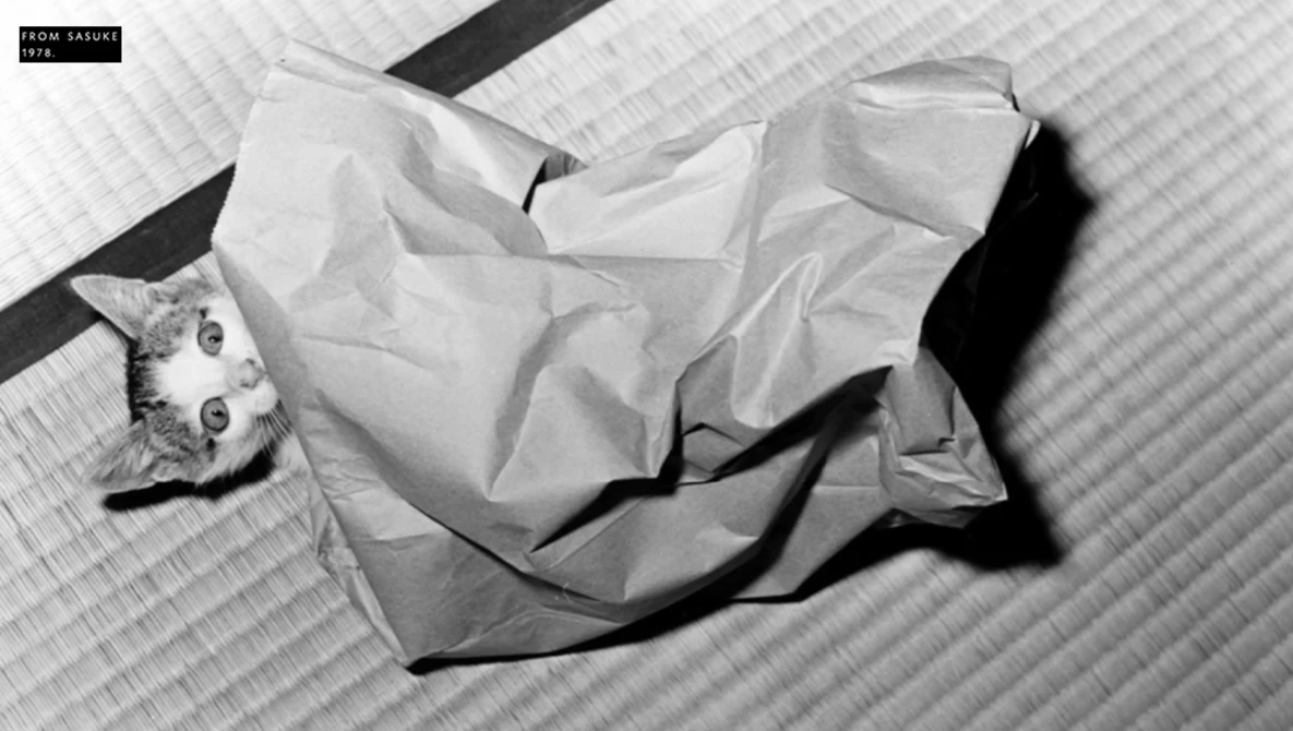Black and white overhead shot of a cat wrapped in white bedding on a textured mattress.