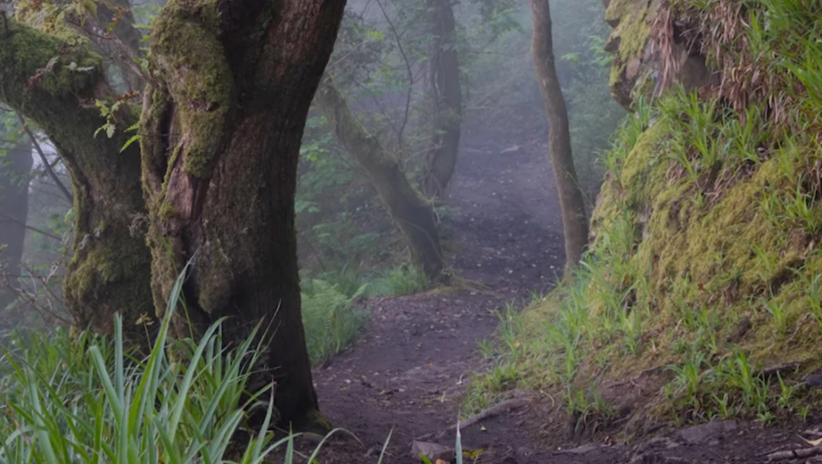 Moss-covered trees line a dark forest path shrouded in mist and fog.