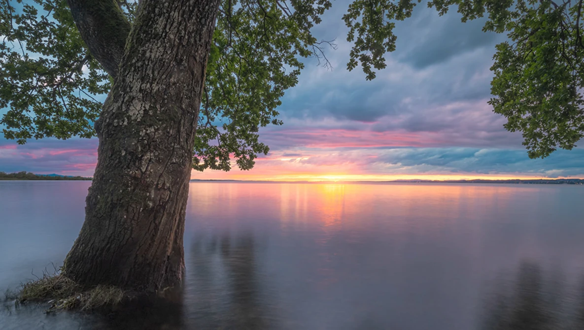 Large tree rooted in shallow water during golden hour sunset with pink and purple clouds reflected in calm lake.