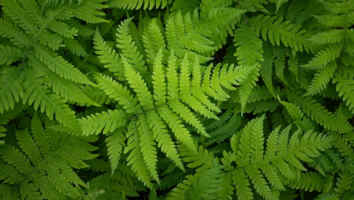 Overhead view of vibrant green fern fronds with intricate pinnate leaf patterns creating dense foliage.
