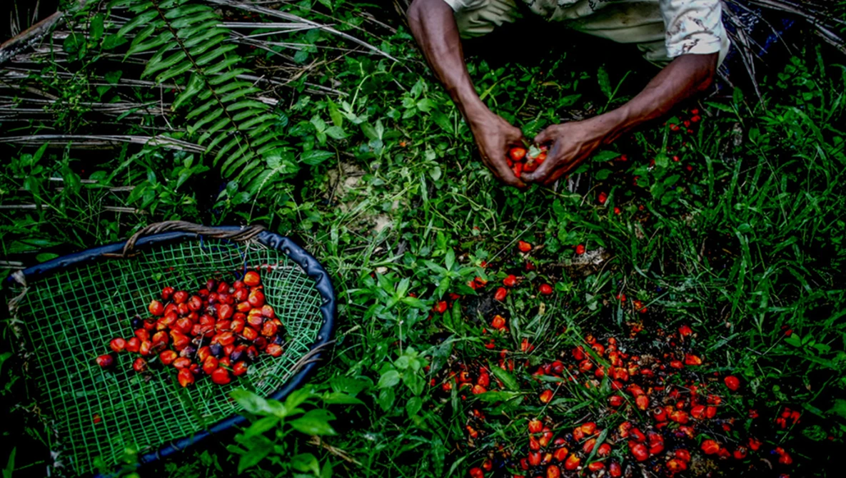 Hands harvesting red tomatoes into a blue mesh basket surrounded by green plants and foliage.