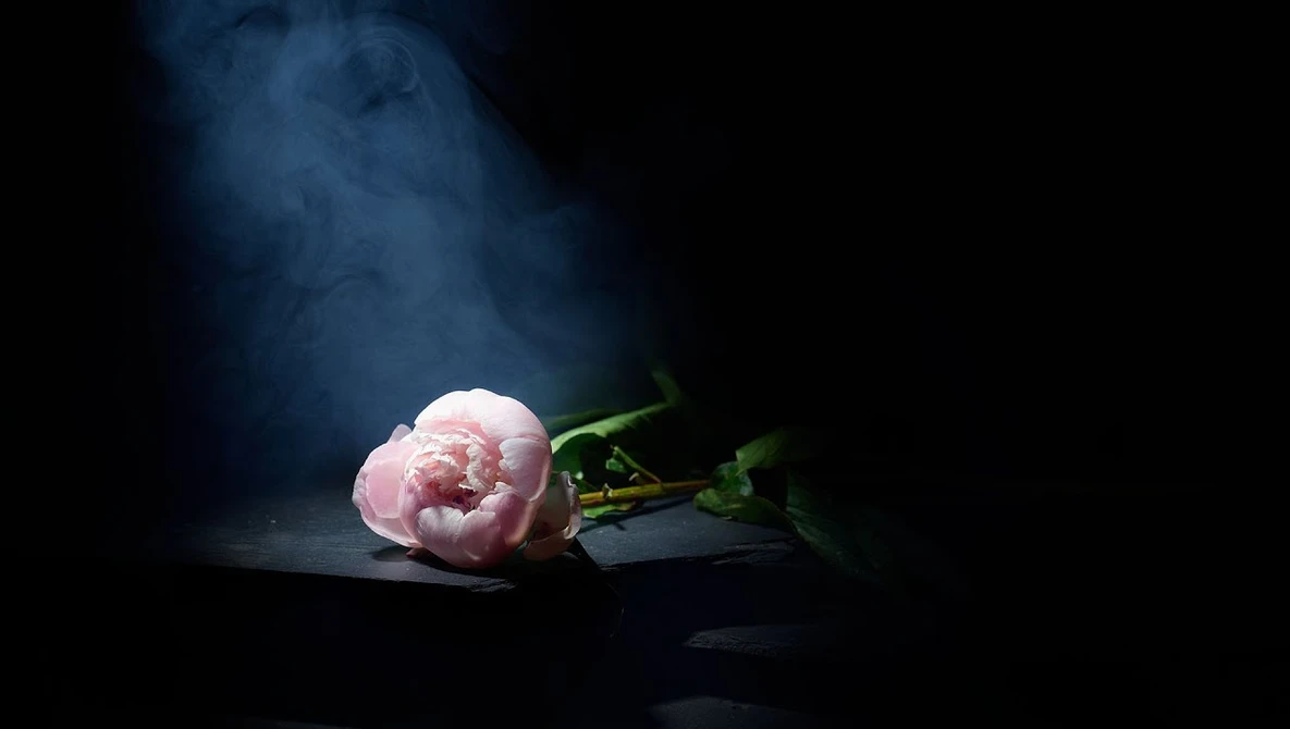 Pink peony bloom with green stem lying on dark surface under dramatic blue-tinted light.