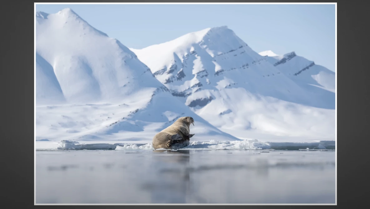 Walrus resting on ice floe with snow-covered mountain peaks in the Arctic background.