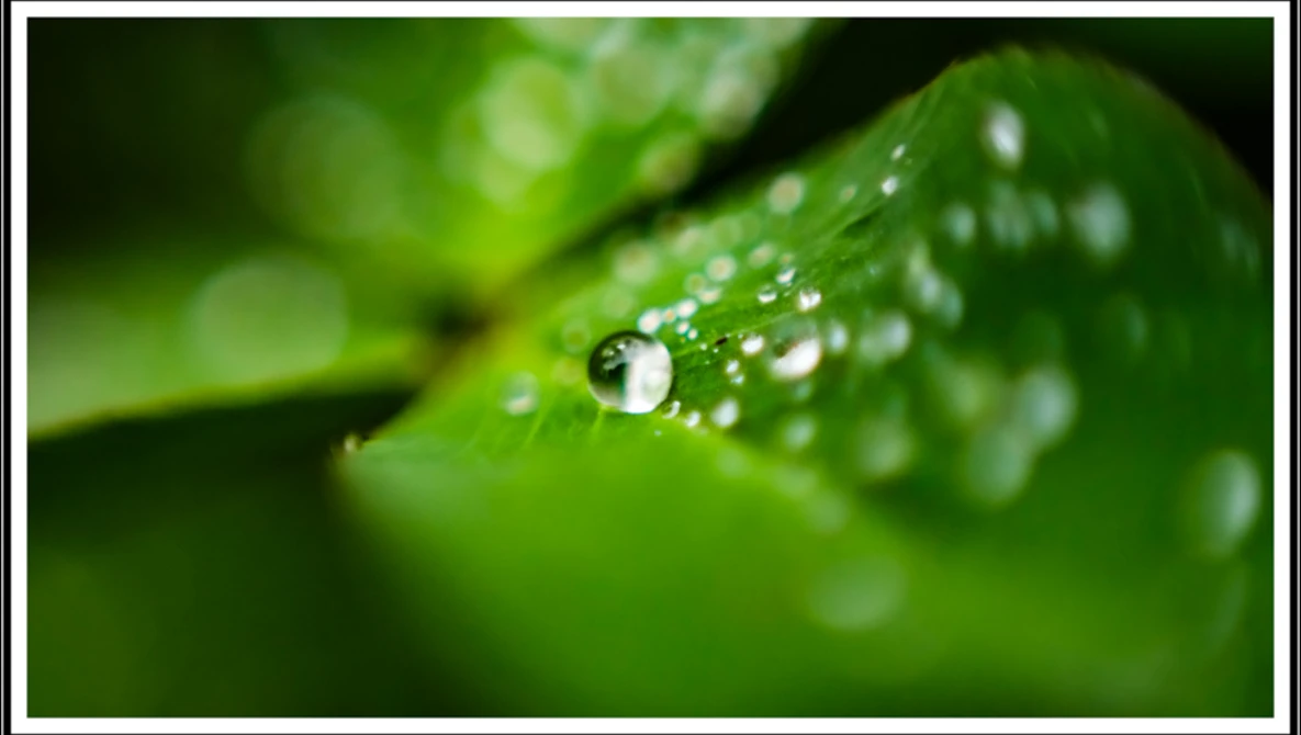Water droplets on green leaf with shallow depth of field and blurred background.