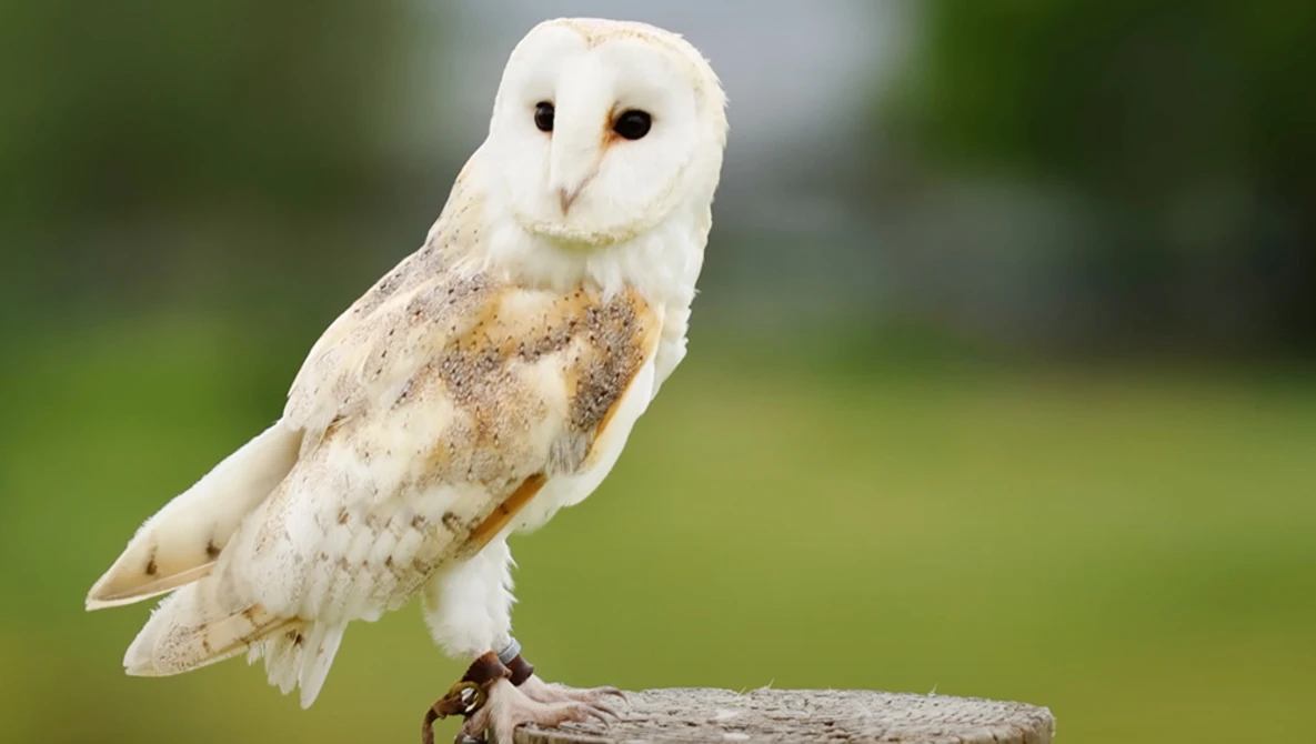 Barn owl with white face and mottled brown plumage perched on a wooden post.