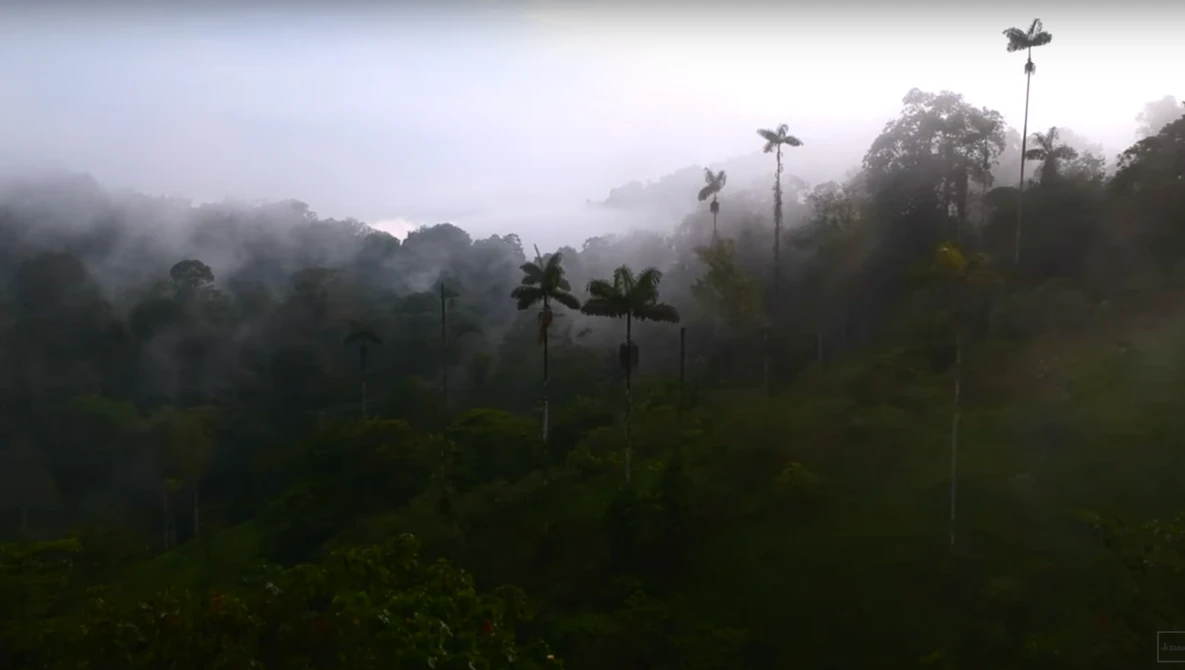 Misty rainforest landscape with tall palms emerging from dense fog and low clouds.