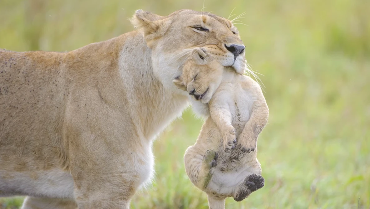 Lioness carrying a lion cub in her mouth across grassland.