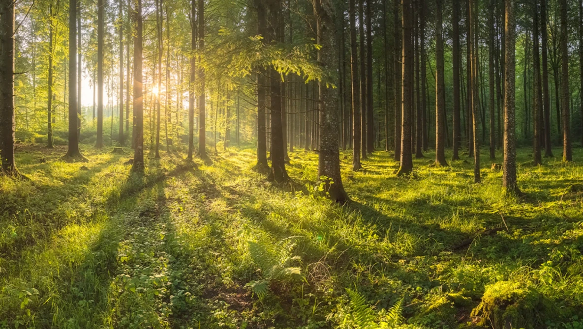 Sunlit forest with tall evergreen trees and moss-covered ground illuminated by golden hour light filtering through the canopy.