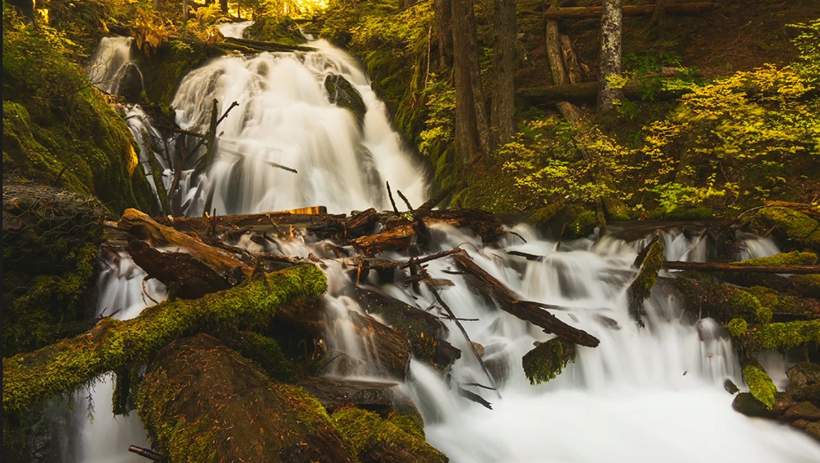 Cascading waterfall flowing over moss-covered rocks and fallen logs in a dense forest.