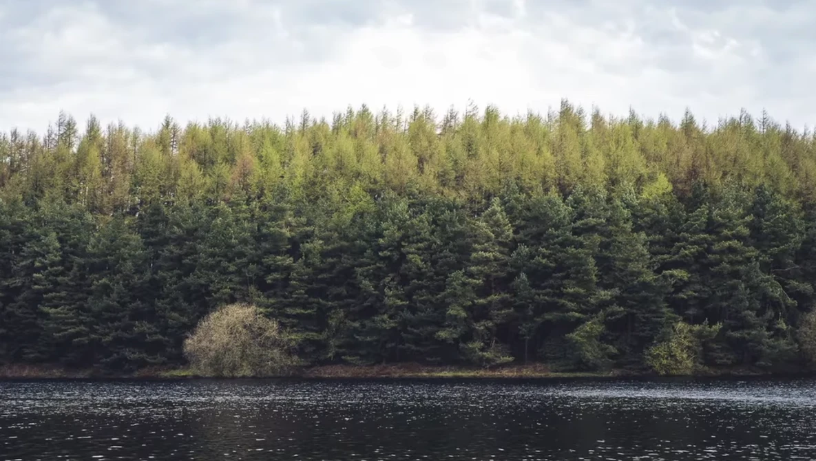 Dense coniferous forest reflected in still dark water under cloudy sky.