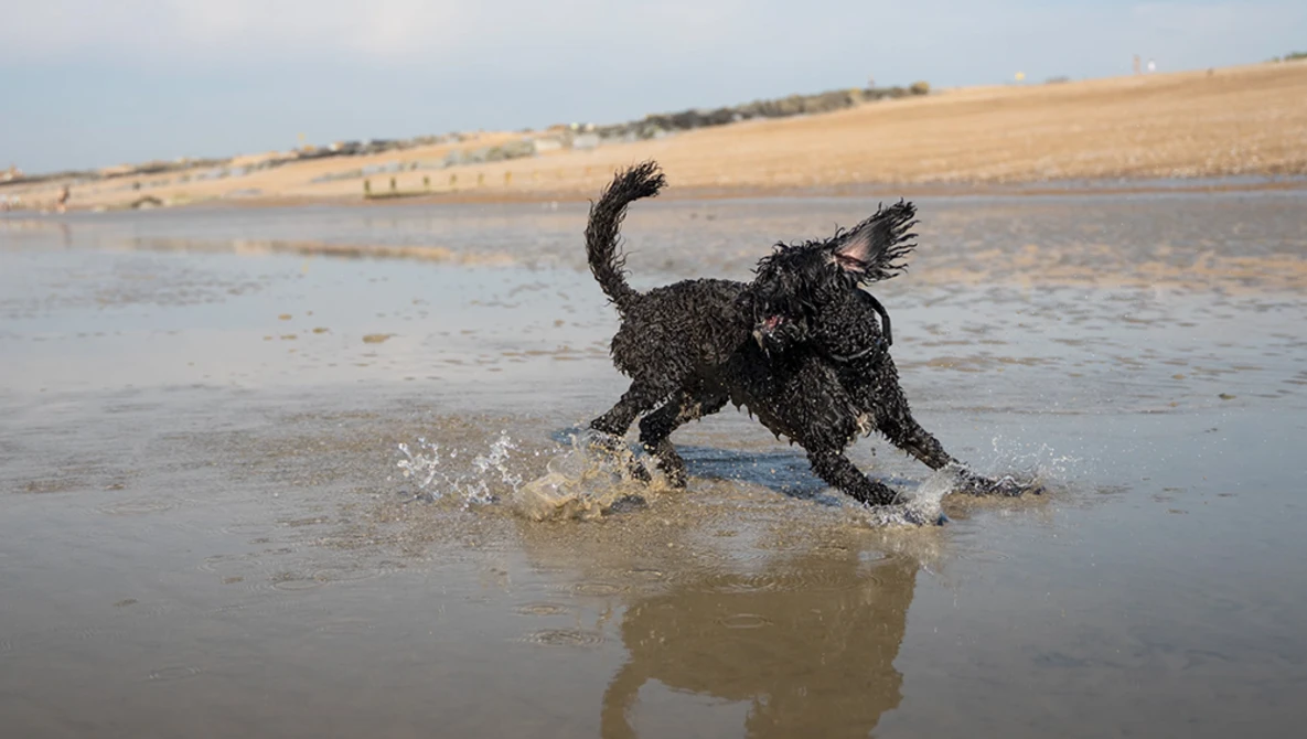 Dark-coated dog running through shallow water on a beach with tail raised.