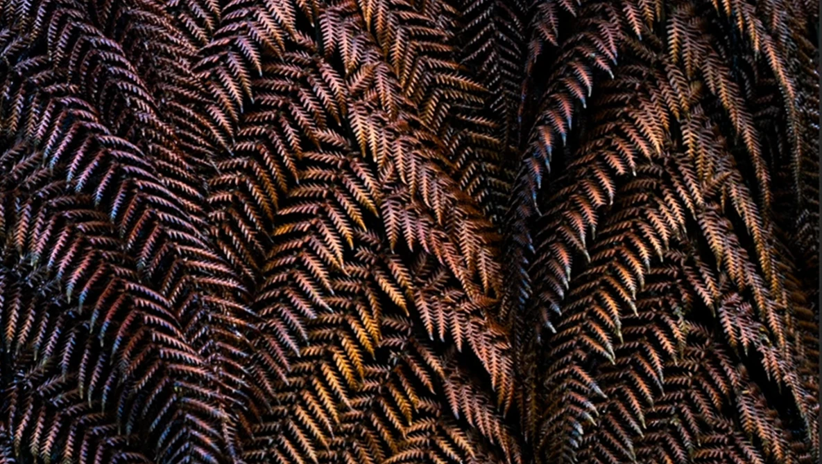 Close-up of feathered plumage with intricate herringbone patterns in warm browns and golden tones.