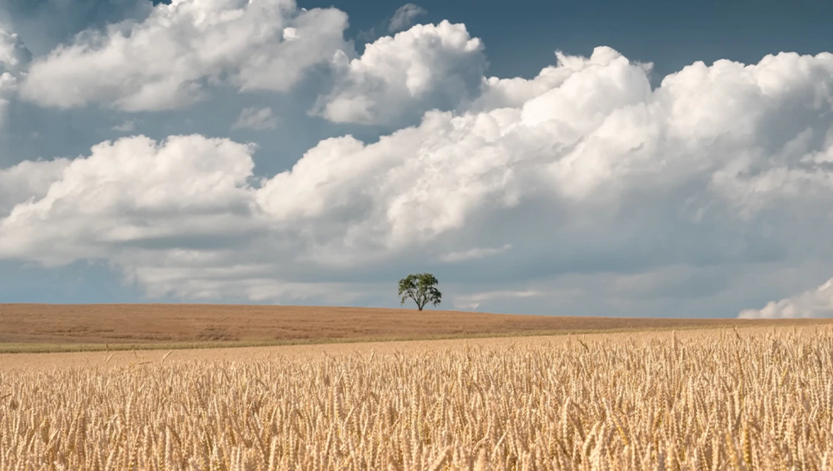 Solitary tree standing in a vast golden grain field under a bright blue sky with white cumulus clouds.