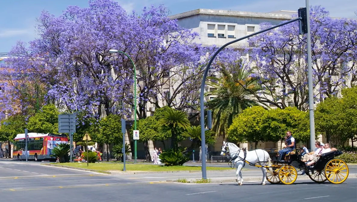 Horse-drawn carriage on tree-lined urban street with purple flowering jacaranda trees.