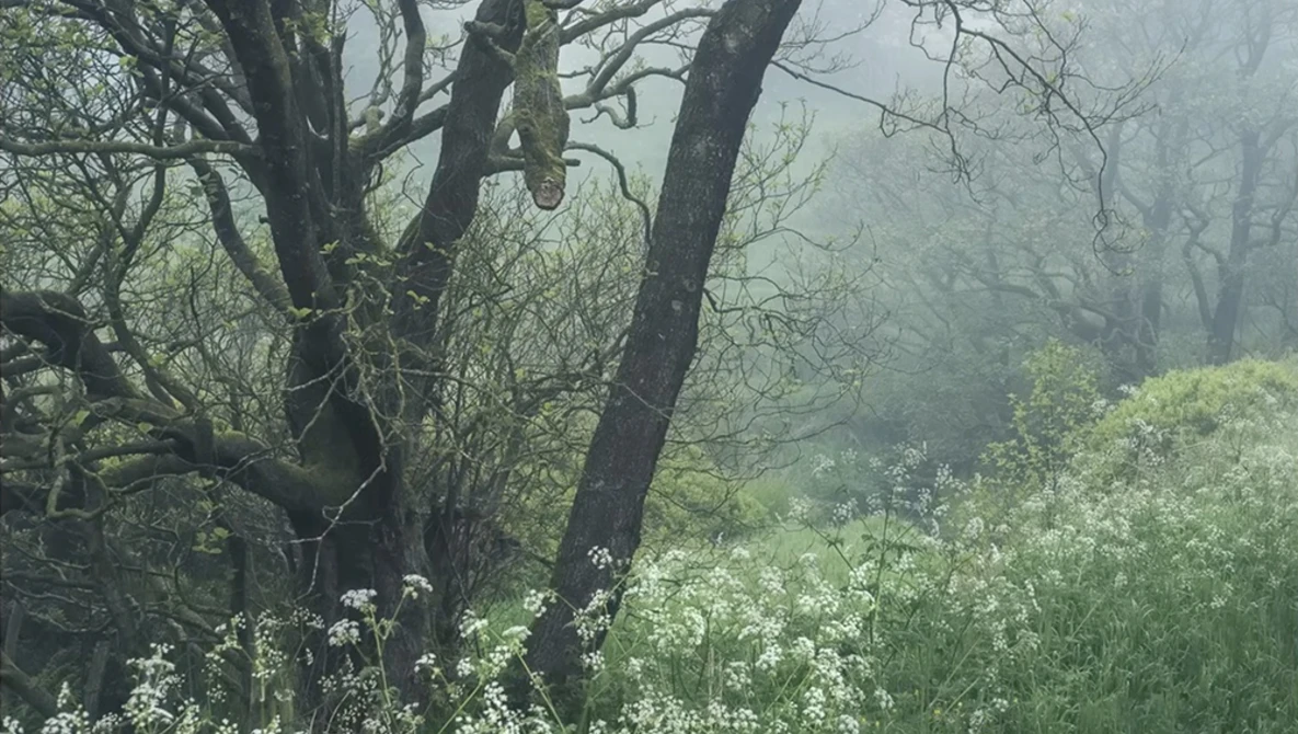 Gnarled trees with bare branches in misty woodland, white wildflowers blooming in foreground.