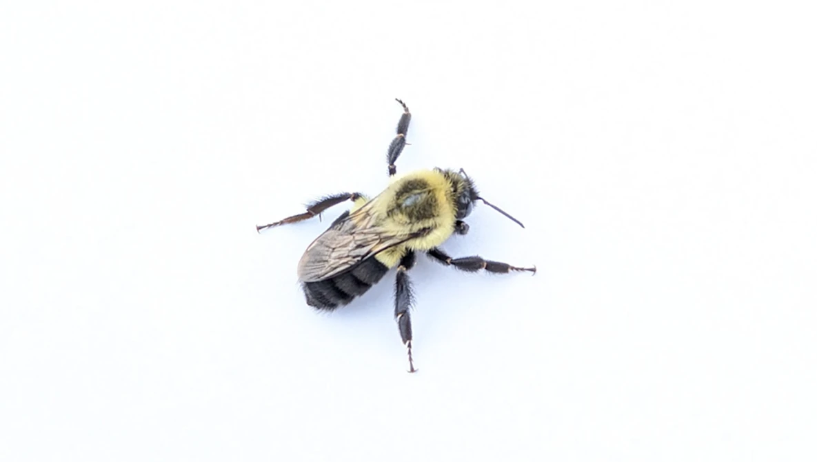 Fuzzy bumblebee photographed from above against a white background.