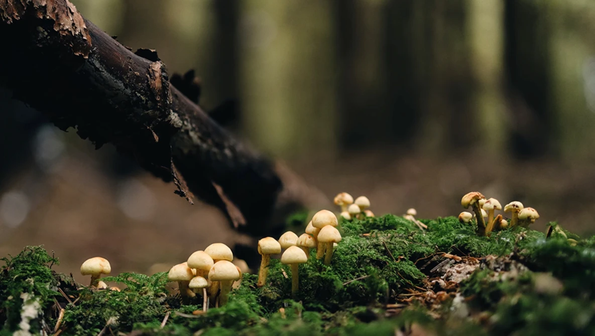 Tiny pale mushrooms clustered on moss-covered ground beside a dark fallen branch.
