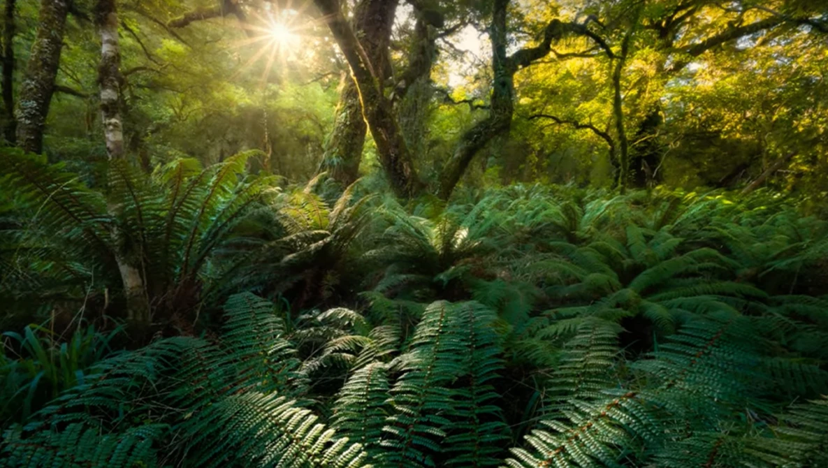 Sunlight filters through towering trees over a dense fern-covered forest floor.