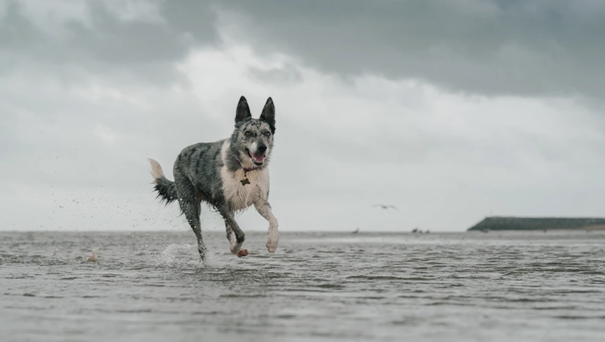 Gray and white dog running through shallow water with overcast sky in background.