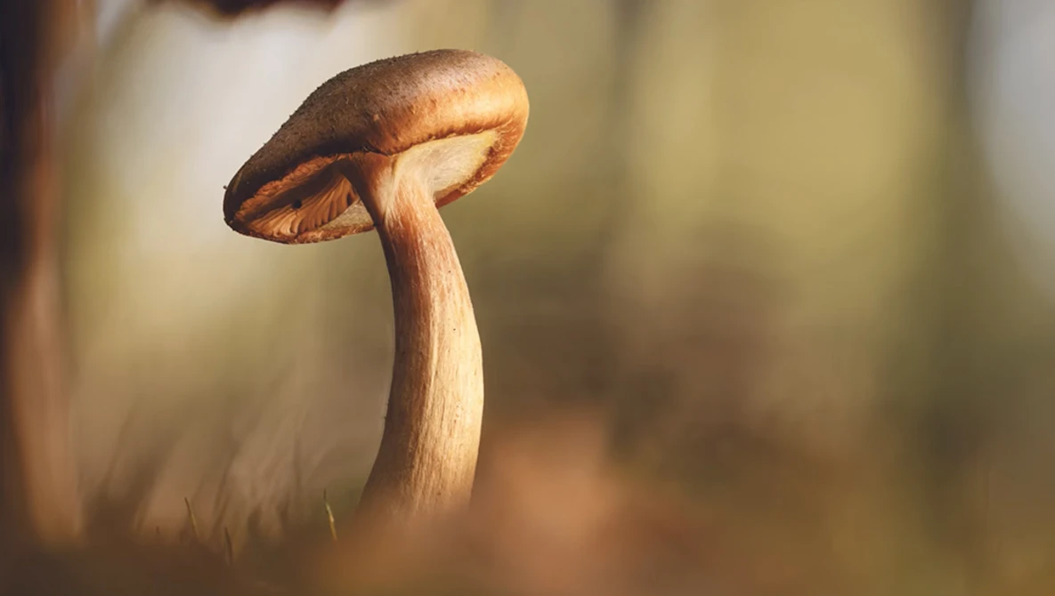 Delicate mushroom with thin pale stem and dark brown umbrella-shaped cap backlit by warm golden light.