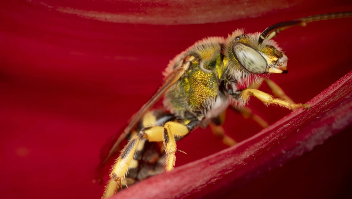 Bee with pollen baskets perched on a bright red flower petal, showing intricate wing detail and fuzzy body texture.