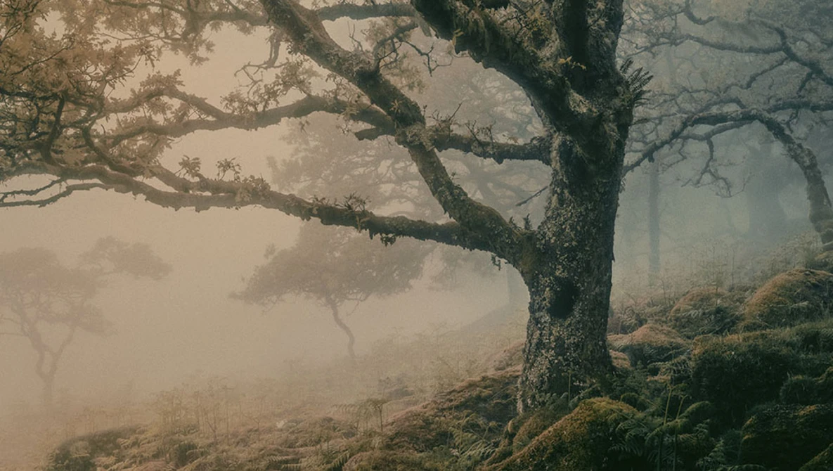 Gnarled tree with spreading branches emerging from thick morning fog in a misty woodland.