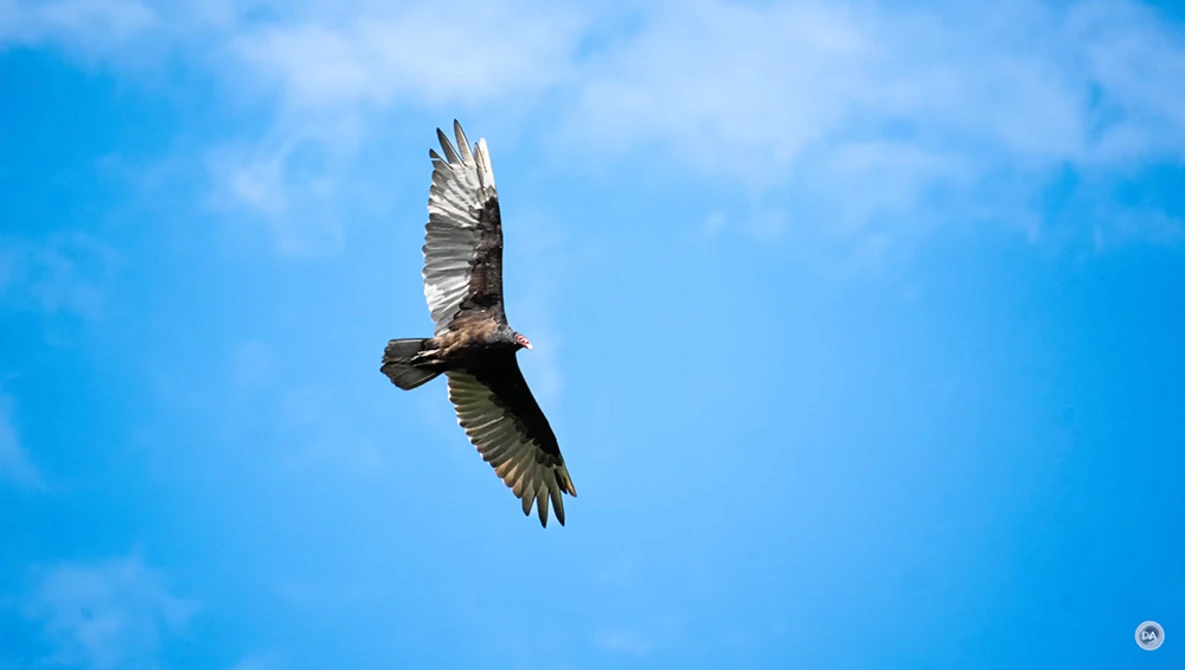 Large bird of prey soaring against blue sky with wings fully extended.