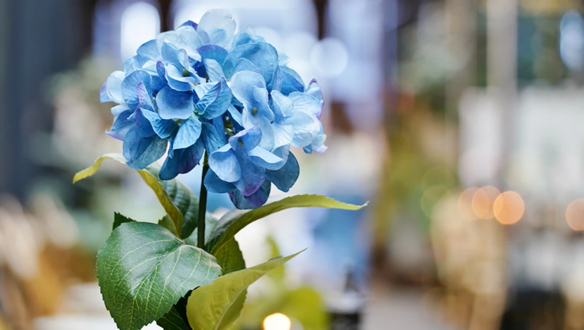 Blue hydrangea flower with layered petals in sharp focus against a blurred background.