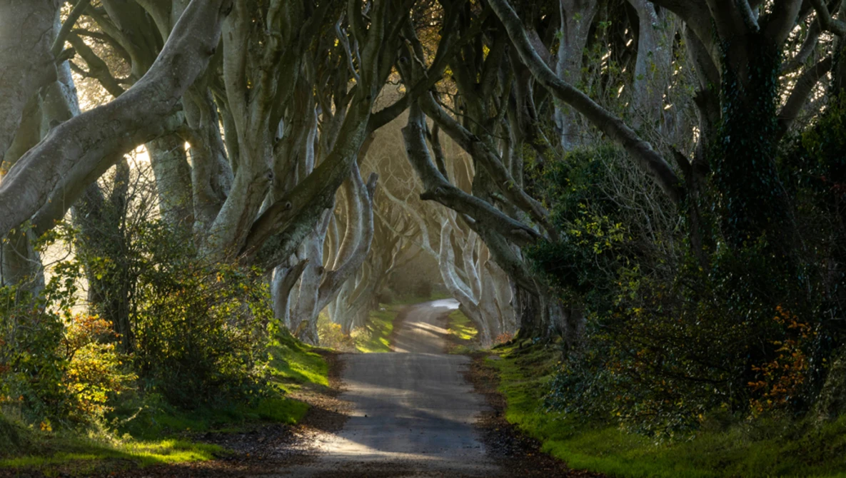 Tree-lined rural lane with gnarled beech trees creating a natural tunnel over the road.