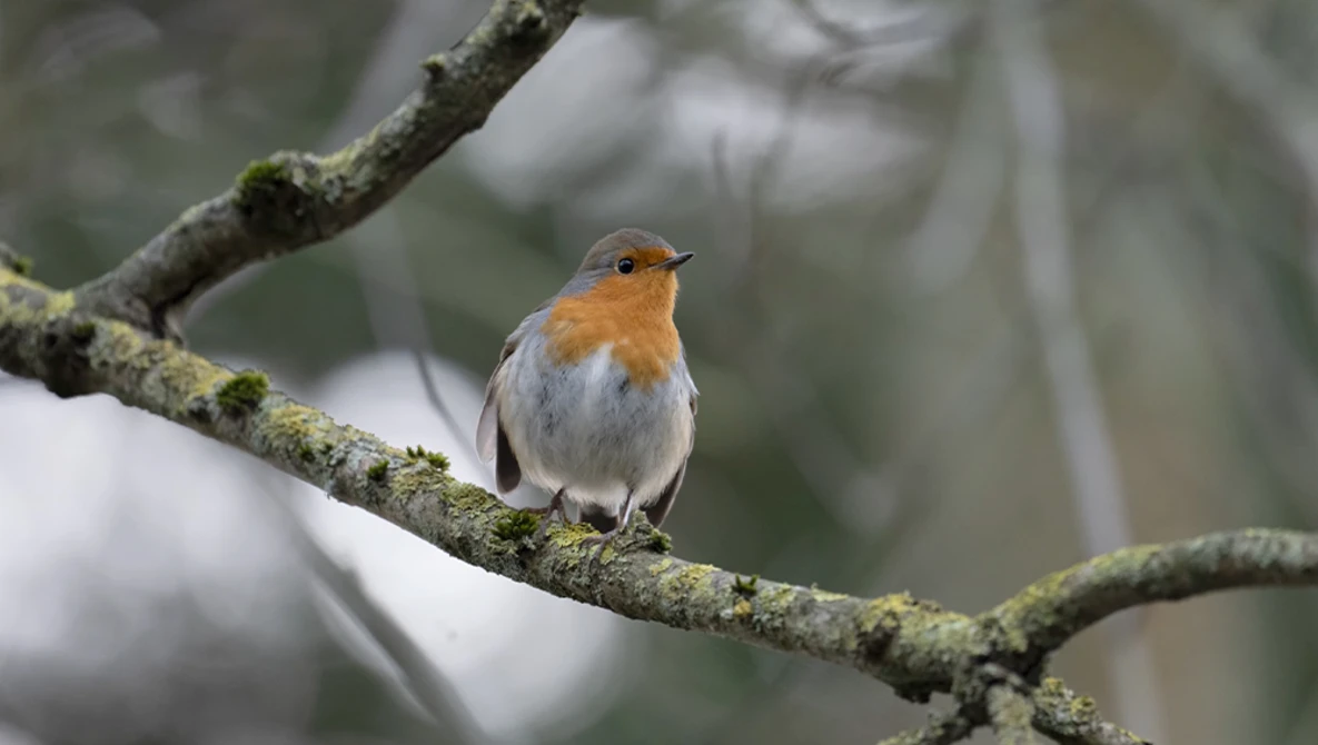 Robin perched on a moss-covered branch in soft, overcast light.
