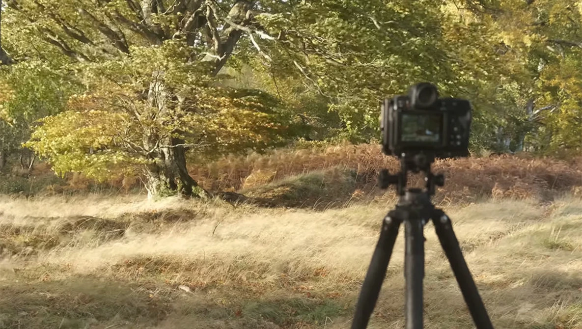 DSLR camera on tripod positioned in autumn landscape with dried grass and trees.