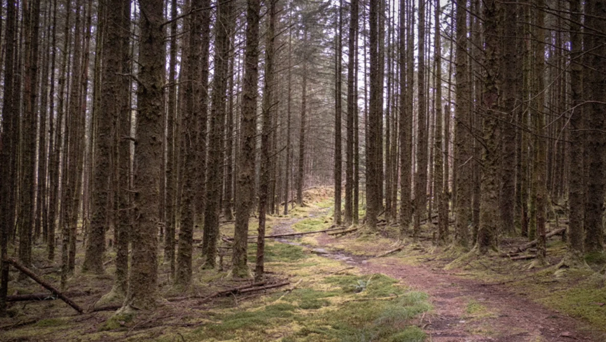 Straight forest path lined with tall coniferous trees and moss-covered ground.