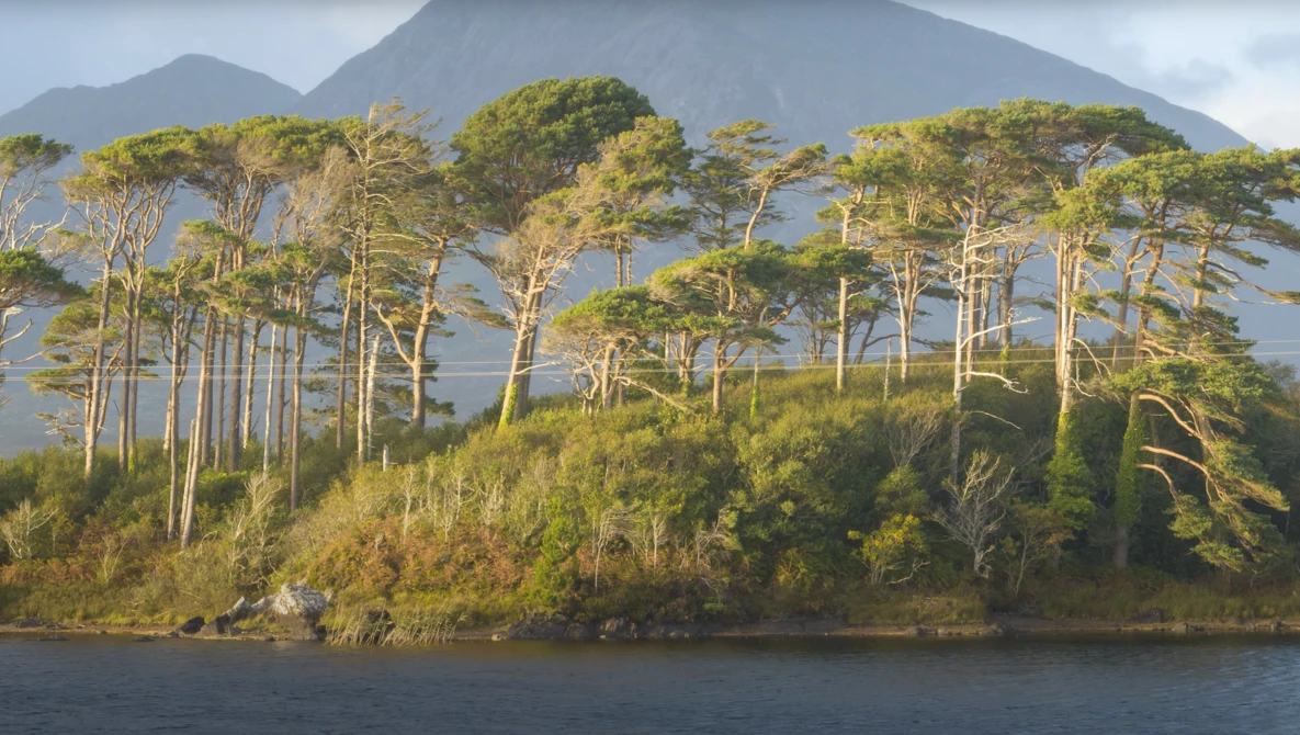 Tall coniferous trees line a shoreline with a mountain rising in the misty background.