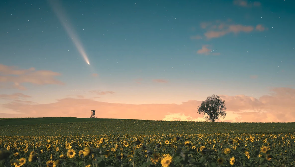 Sunflower field at sunset with solitary tree and comet streaking across twilight sky.