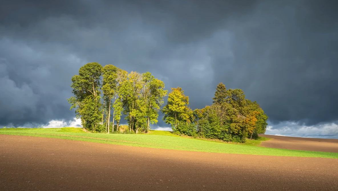 Cluster of trees with bright green foliage under stormy sky above plowed and green fields.