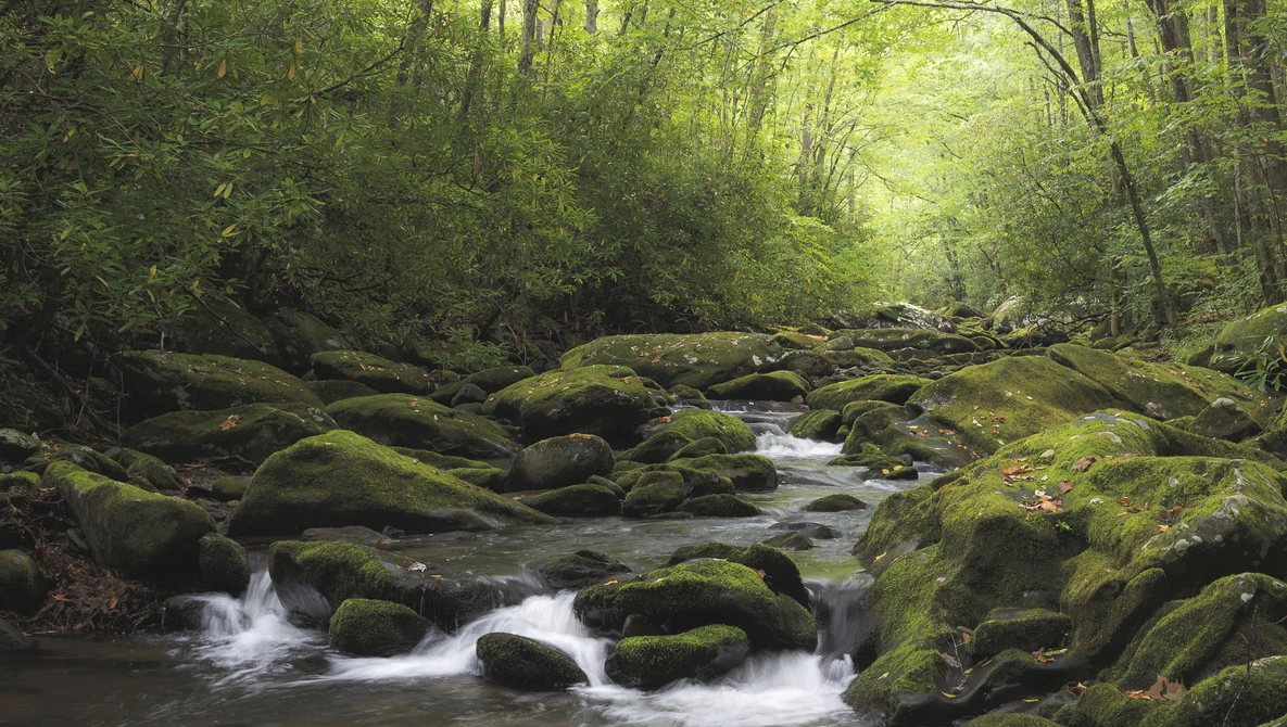 Moss-covered rocks and flowing stream beneath a dense forest canopy with dappled sunlight.