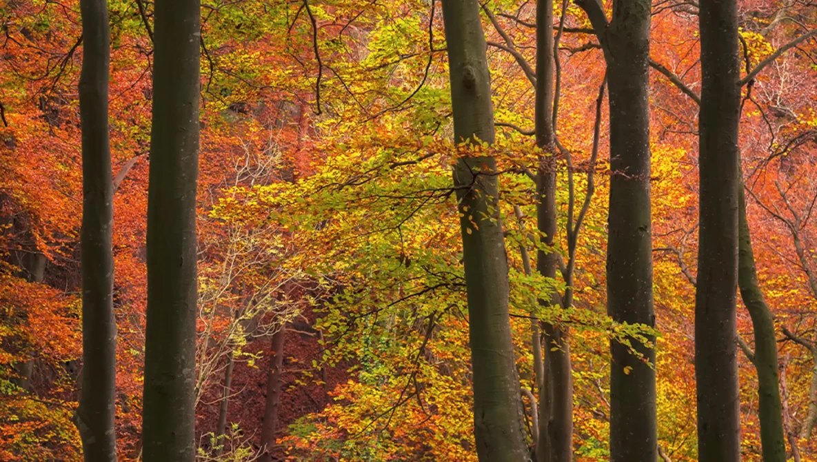 Autumn forest with tall dark tree trunks framing vibrant orange and yellow foliage.