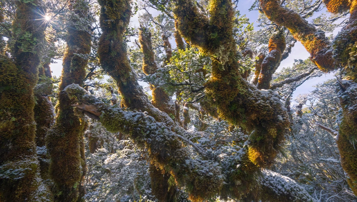 Moss-covered tree trunks with golden lichen in dappled forest sunlight.