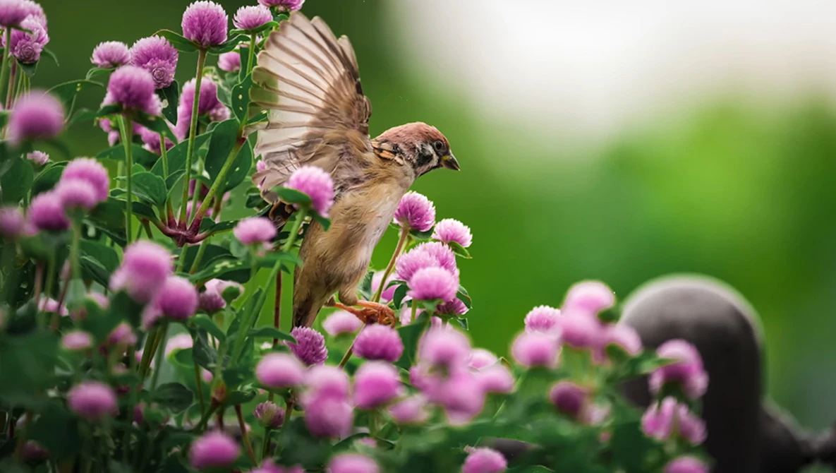 Brown bird with wings spread perched among pink thistle flowers against blurred green background.