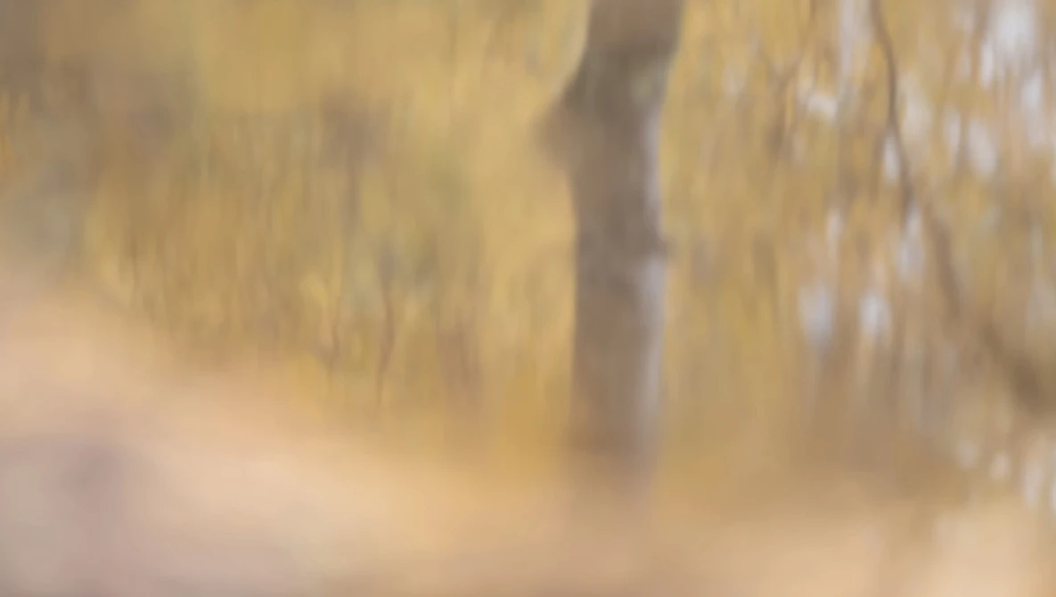 Soft-focused birch tree trunks in warm, golden woodland light with shallow depth of field.