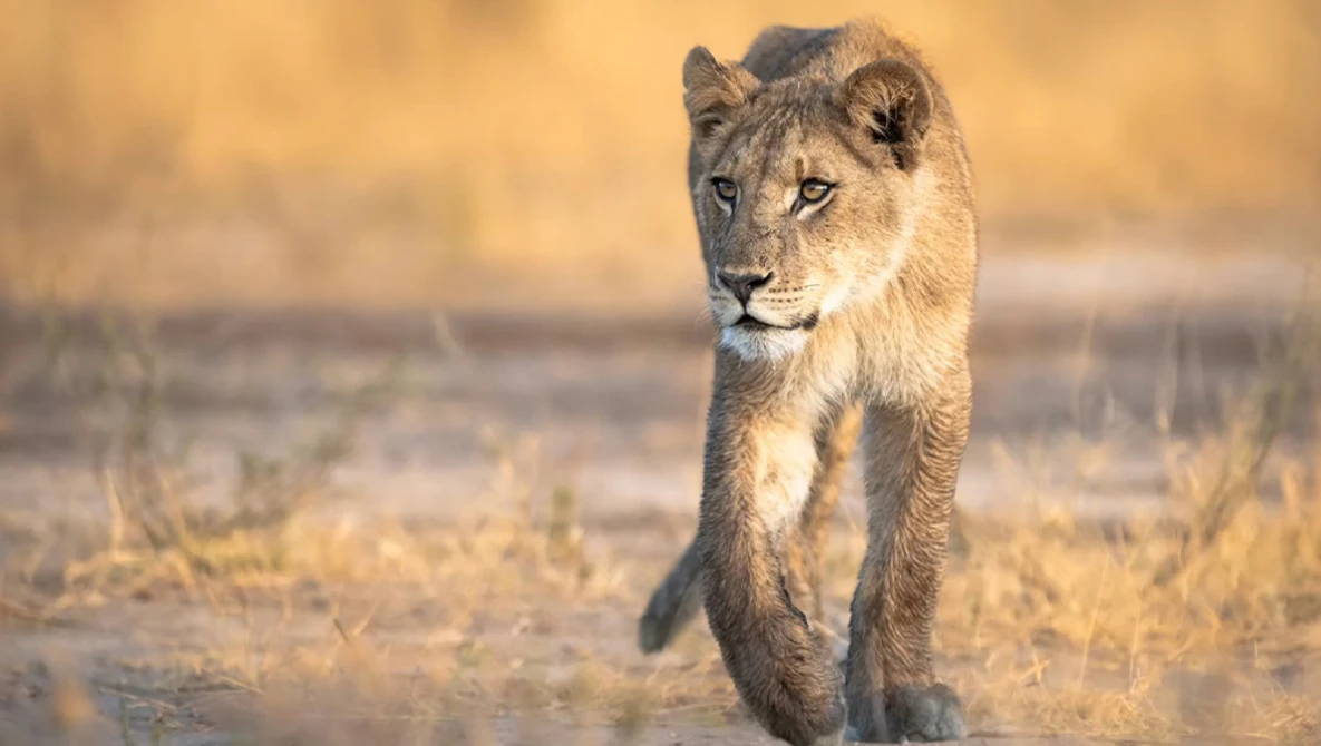 Young lion walking toward camera across arid grassland in golden light.