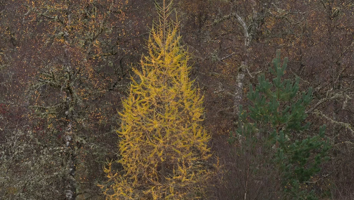 Aerial view of a forest with a bright yellow larch tree standing out among darker evergreens and brown earth.
