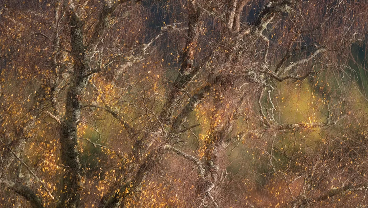 Abstracted texture of rust, weathered metal, and organic decay with warm brown and golden tones.