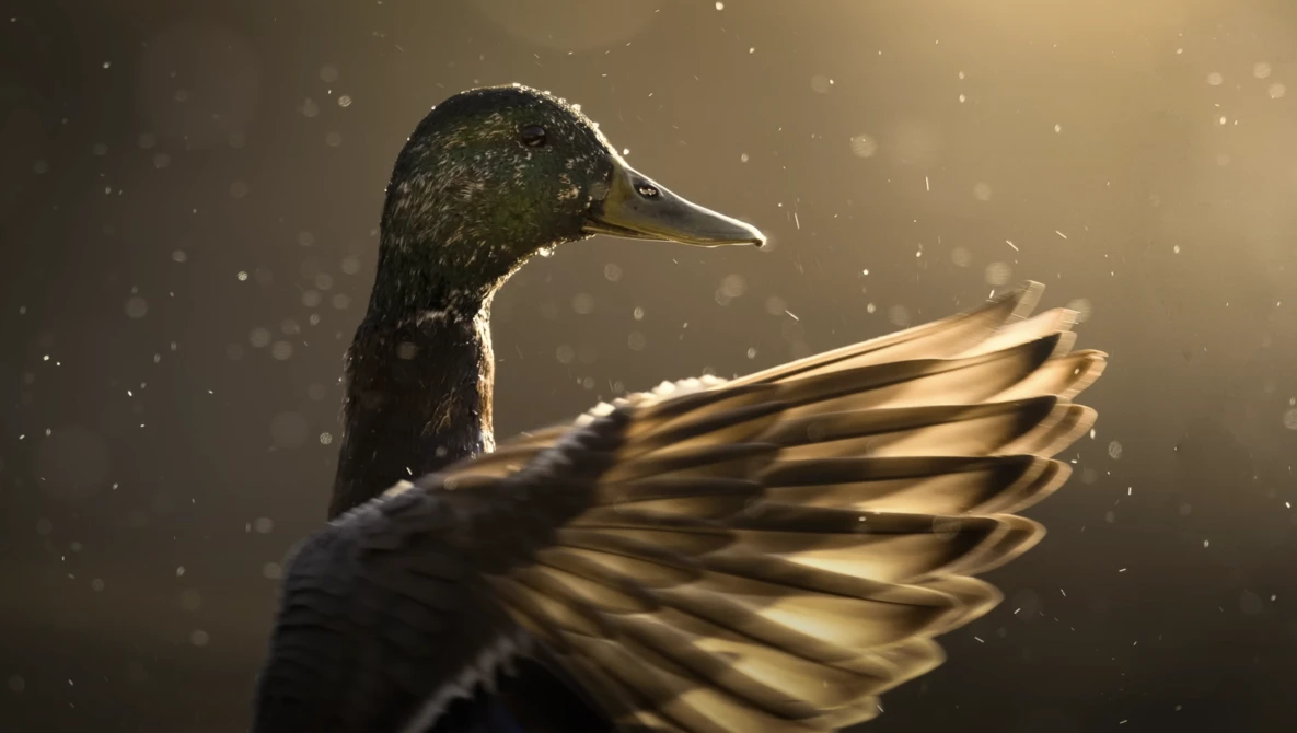 Duck with dark plumage and extended wings backlit by warm golden light with bokeh particles.