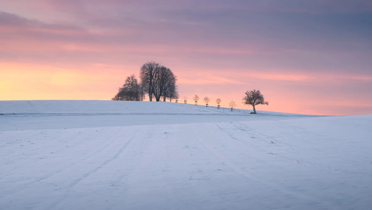 Snow-covered field with bare trees silhouetted against pink and purple dawn sky.
