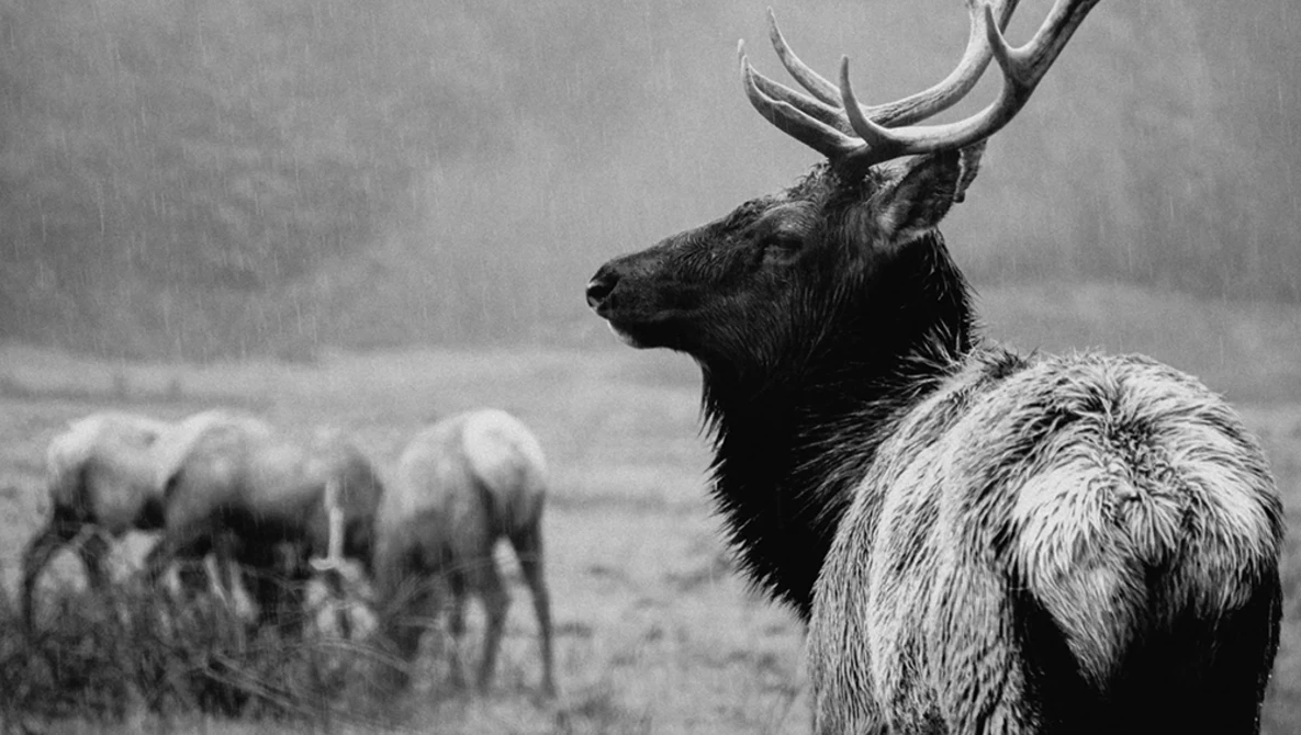 Elk with large branching antlers stands in profile while other elk graze in misty background.